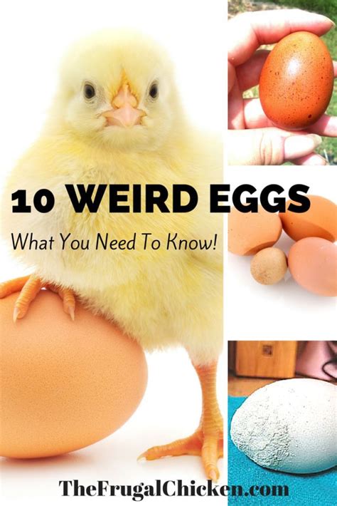 Abnormal Chicken Eggs: What You Need To Know! .